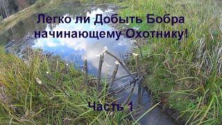 Легко ли добыть Бобра начинающему Охотнику?! Часть 1. Бобр на проходной капкан!