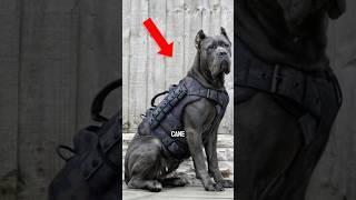 How Strong Is a Cane Corso’s Bite?! #canecorso #dogbreeds