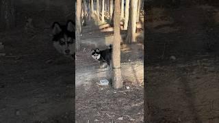 Snow husky, forest husky