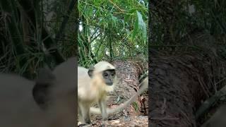 MONKEY FREAKS OUT Over This Shocking Moment!