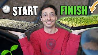 How To Grow Microgreens From Start To Finish (COMPLETE PROCESS)