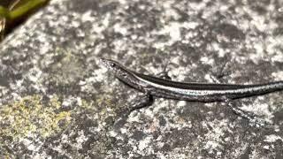 Elegant Snake-eyed Skink (Cryptoblepharus pulcher) (2022-12-11)