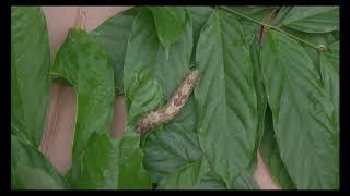 Life Cycle of the Blue Morpho Butterfly