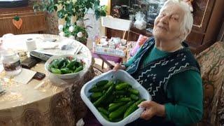 СОБАКИ ОТ ГРОЗЫ ПРЯТАЛИСЬ В БАКЛАЖАНЕ. А БАБУЛЯ НАЧАЛА СЕЗОН ЗАСОЛКИ.