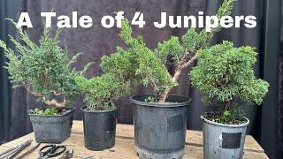 Bonsai creation A Tale of 4 Shimpaku junipers to become bonsai