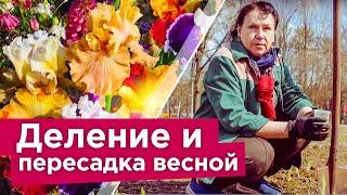 ЧТО Я ДЕЛАЮ С ИРИСАМИ ВЕСНОЙ ДЛЯ ПЫШНОГО ЦВЕТЕНИЯ? Деление, пересадка, подкормка ирисов в апреле