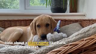Adorably Badass Female Dog Names