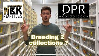 Breeding 2 collections full time??? My implications at NBK reptiles