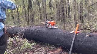 Cutting a big firewood log without pinching the bar.