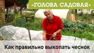 Голова садовая - Как правильно выкопать чеснок