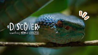 Discover Something New at Chester Zoo!