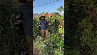 Topping Your Tomatoes!