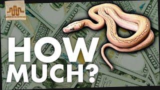 How much DOES a Super Dwarf Retic Cost?