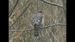 Sparrowhawk hunting technique