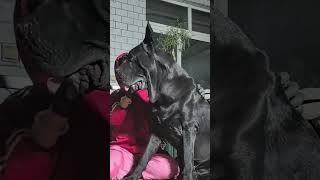 This dog is creating the new generation 776