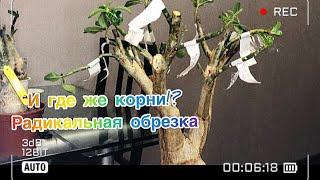 Адениум.Часть2. Корни? Не, не слышали! Обрезка адениума и первые бутоны.