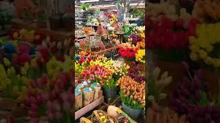AMSTERDAM - Everything you NEED to do while visiting Amsterdam, Netherlands