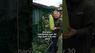  My top producing edible vine Bottle Gourd / New Guinea Bean / Italian Gourd/ Indian Gourd