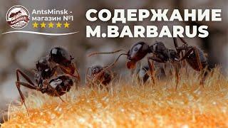 Содержание Messor Barbarus