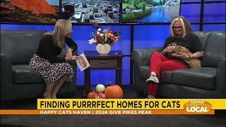 Happy Cats Haven - Loving Living Local