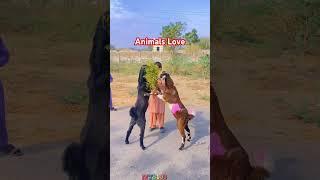 Animals Living️#foryou#animals#animal#goat #shorts#short#shortvideo#viralvideo#viralshorts#reels