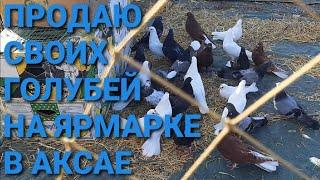 Продаю своих голубей на ярмарке в Аксае. Николаевские голуби. Bird Market. Pigeon Fair. الحمام. 鸽子.