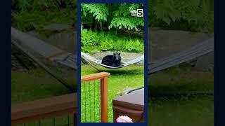 Homeowner scolds a comfy bear on a hammock in Warren, Vermont