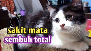 cara ampuh mengobati kucing sakit mata bengkak