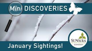 January Wildlife Sightings