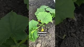 Счастье
