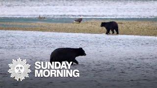 Nature: Tongass National Forest