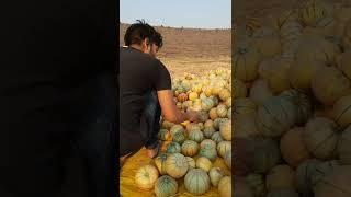 15 days of harvesting Muskmelon, let's see the continuous harvesting