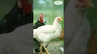 विटामिन और नुट्रिशन से है भरपूर MAAJEE POULTRY GROWTH PROMOTER