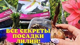 ЦВЕТЫ как С КАРТИНКИ! СЕКРЕТЫ посадки ЛИЛИЙ ВЕСНОЙ! Ответы НА ВСЕ ВОПРОСЫ!