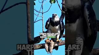 Harpia Eagle: Hunting Monkeys and Sloths in the Amazon Rainforest