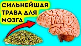 Сильнейшая трава для мозга, сердца, сосудов, почек, суставов, кожи, волос и не только...