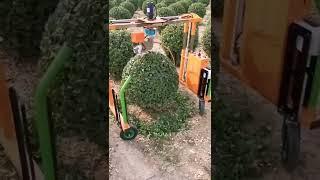 #Automatic #Trimming #Machine #for #Buxus And #Boxwood#Shrub Trimmer#Hedge Trimmer#round tree