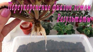 Переукоренение фиалок летом. Результаты