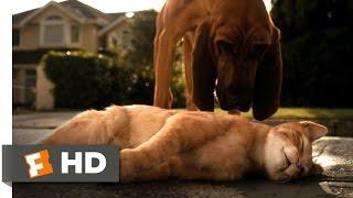 Cats & Dogs (1/10) Movie CLIP - Catnapped (2001) HD