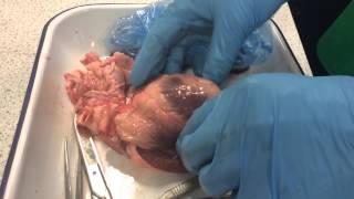 Simon Smith Heart Dissection