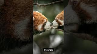 "Enigmatic Red Pandas" #youtubeshorts  #shorts