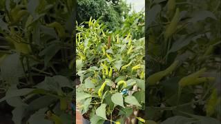cabai rawit dalam pot berbuah lebat #cabai #gardening #urbanfarming