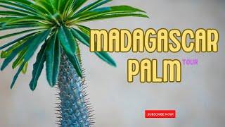 Everything about the #madagascar #palm