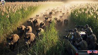 No Escape! Farmers Ambush Wild Boars In Field With Heavy Weapons, Perfect Shots