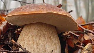 Funghi porcini /Boletus edulis mushroom - Masterpieces of nature, 2023