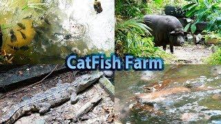 CatFish Farm Thailand Krabi Ферма сомов - ПРЕВЬЮ