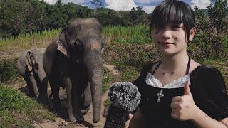 asmr with elephants   Chiang Mai, Thailand.