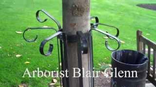 Arborist Blair Glenn Intro 15 sec