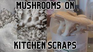 You can grow Oyster Mushrooms on Coffee Grounds and Food Scraps for fun and sustainability