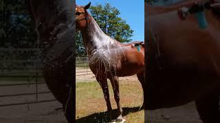 Thanks to that horse girl on TikTok for this!